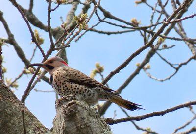 Low angle view of bird perching on branch