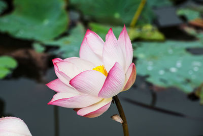 Close-up of pink water lily