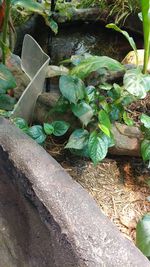 Close-up high angle view of plants