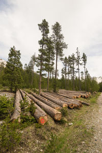 Stack of logs against trees