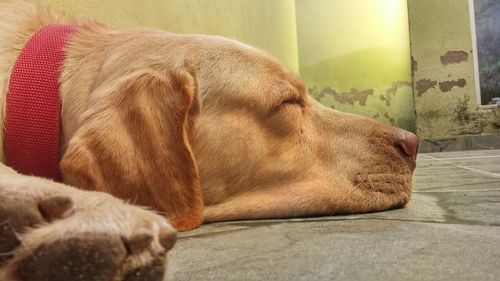 Close-up of dog sleeping at home