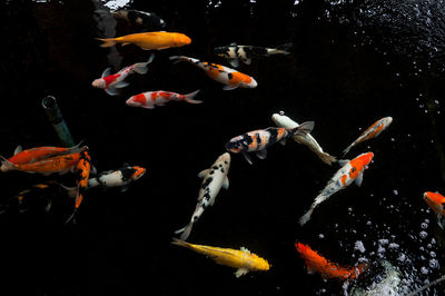 High angle view of koi carps swimming in pond