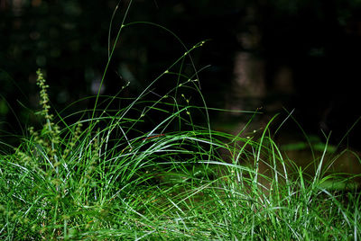 Close-up of leaf on grass