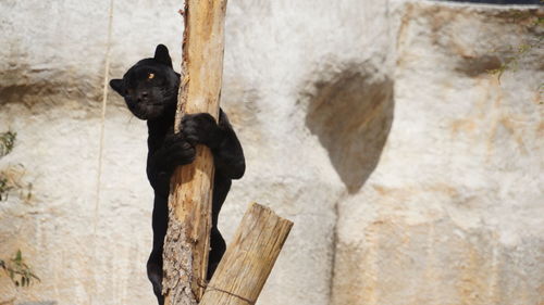 Black leopard climbing on wooden post against wall