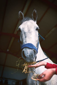 Close-up of horse