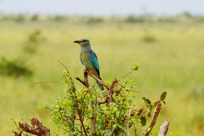 Bird perching on a tree