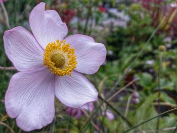 Close-up of purple flower