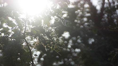 Low angle view of raindrops on tree