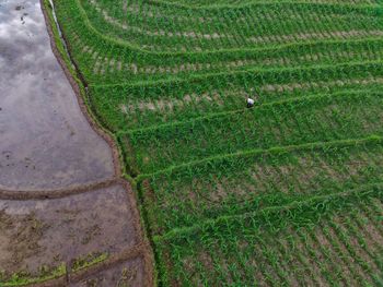 High angle view of woman standing on field