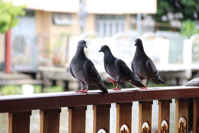 Birds perching on railing