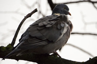 Low angle view of bird perching outdoors