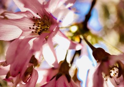 Close-up of pink cherry blossom