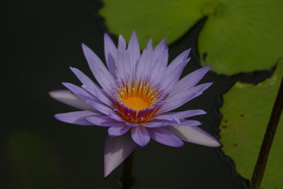 Close-up of lotus water lily in pond