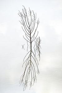 Bare tree against clear sky