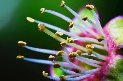 Close-up of flowers growing outdoors