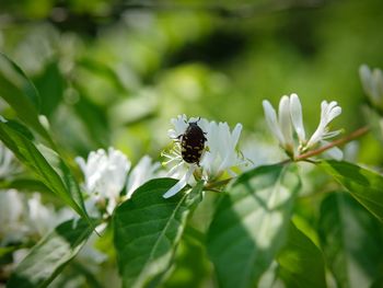 Close-up of insect on flower