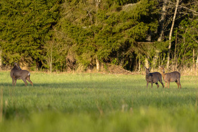 Horses grazing in a field