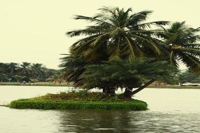 Scenic view of palm trees against clear sky