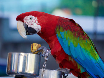 Side view of macaw tied with chain eating banana