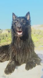 Close-up portrait of black dog against clear sky