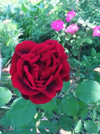 Close-up of red flowers blooming outdoors