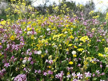 Close-up of flowers blooming on field