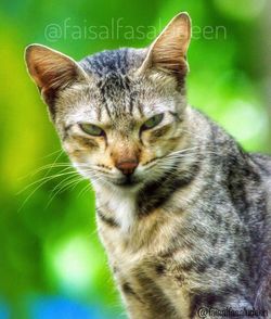 Close-up portrait of a cat