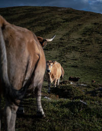 Cows grazing on field