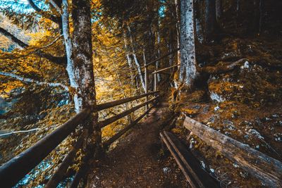 Trees in forest