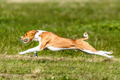 Basenji dog lure coursing competition on green field in summer