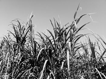 Close-up of stalks in field against clear sky