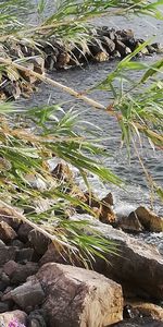 Plants growing on rock by lake