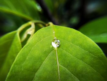 Close-up of green insect on leaf