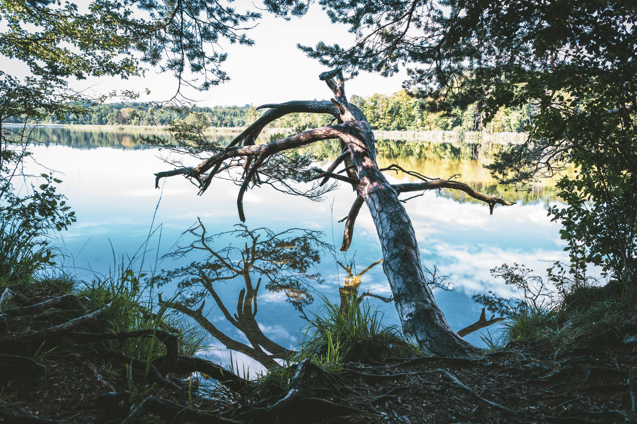 VIEW OF FALLEN TREE BY LAKE AGAINST SKY