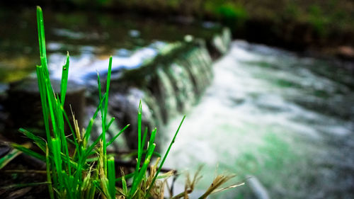 Close-up of grass growing in river