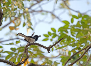 Low angle view of bird perching on branch