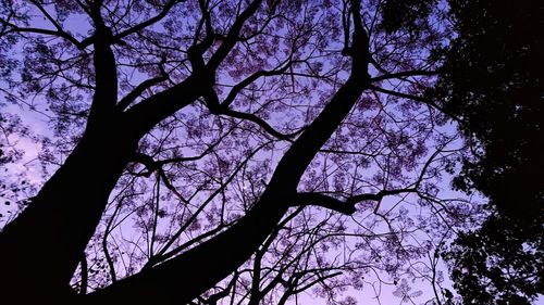 Low angle view of silhouette trees against sky