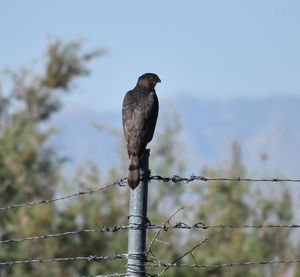 Low angle view of bird perching on cable against sky