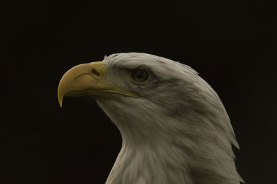 Close-up of eagle against black background