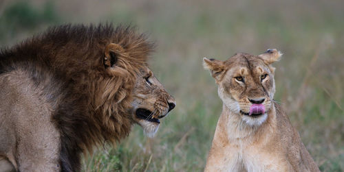 Close-up of lion on field