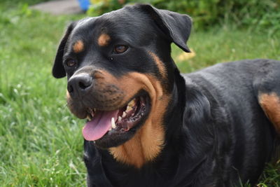 Close-up of dog looking away