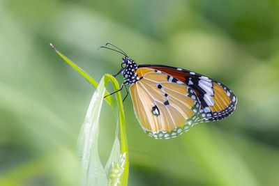 Close-up of butterfly pollinating flower