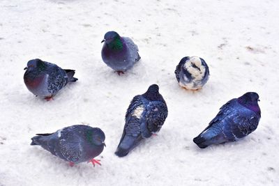 Close-up of birds on frozen during winter