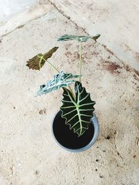 High angle view of potted plant on sand