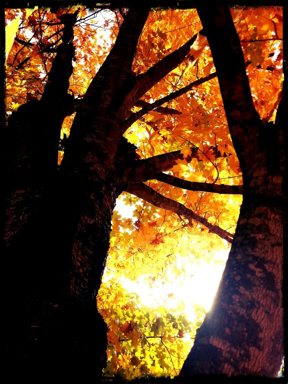 transfer print, tree, branch, auto post production filter, tree trunk, nature, water, tranquility, beauty in nature, autumn, yellow, sunlight, growth, scenics, tranquil scene, orange color, change, outdoors, no people, close-up