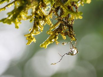 Close-up of tree branch moss wet