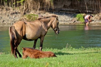 Animals in the field