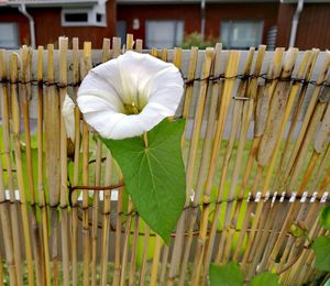 Close-up of flower bud in front of wooden fence
