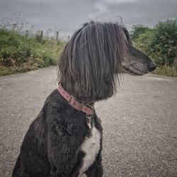 Rear view of dog standing on road