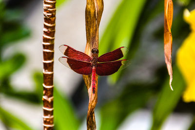 Close-up of dragonfly on plant